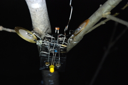 sound insects